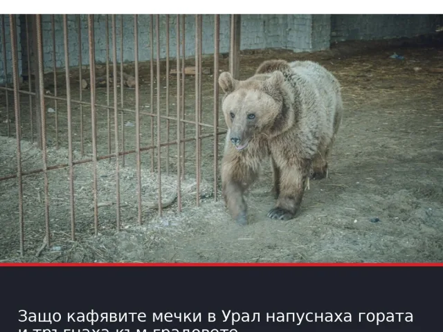 Защо кафявите мечки в Урал напуснаха гората и тръгнаха към градовете