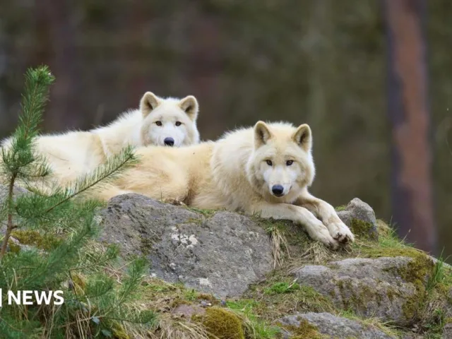 Girl, 8, seriously hurt in wolf attack at German wildlife park